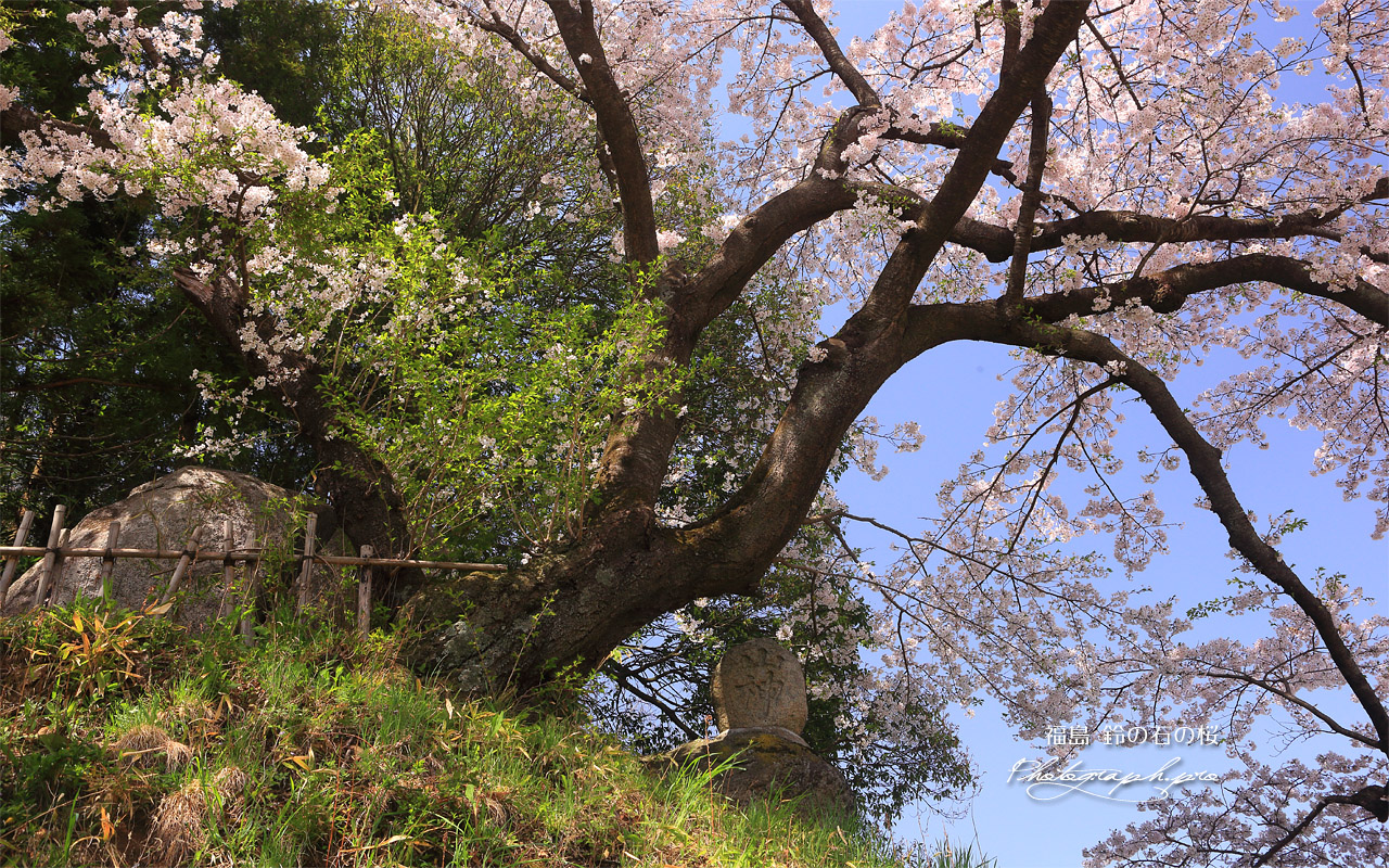 鈴の石の桜 壁紙