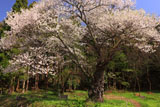 山王桜