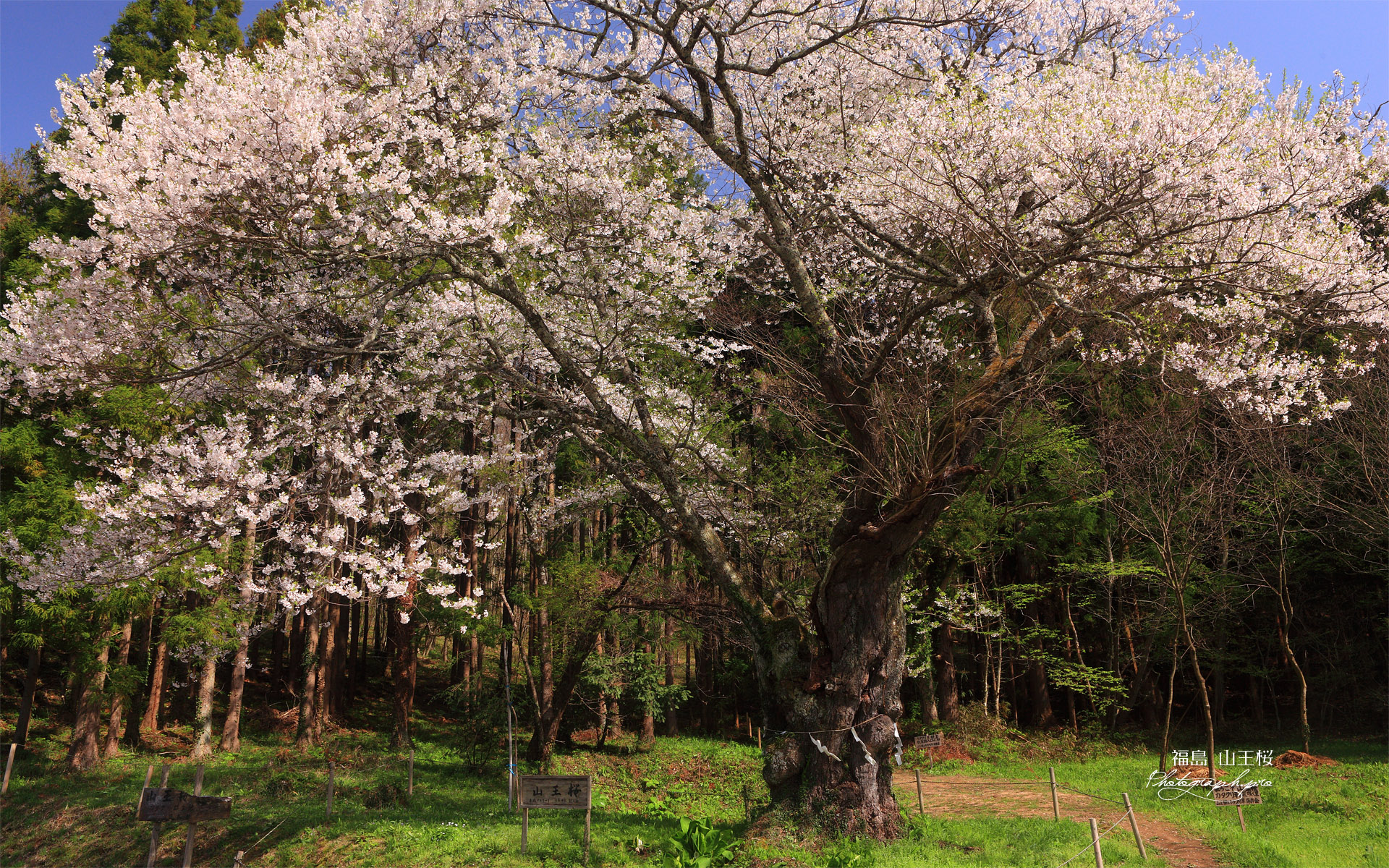 山王桜