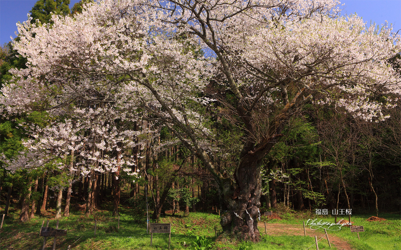 山王桜 壁紙