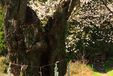 山王桜