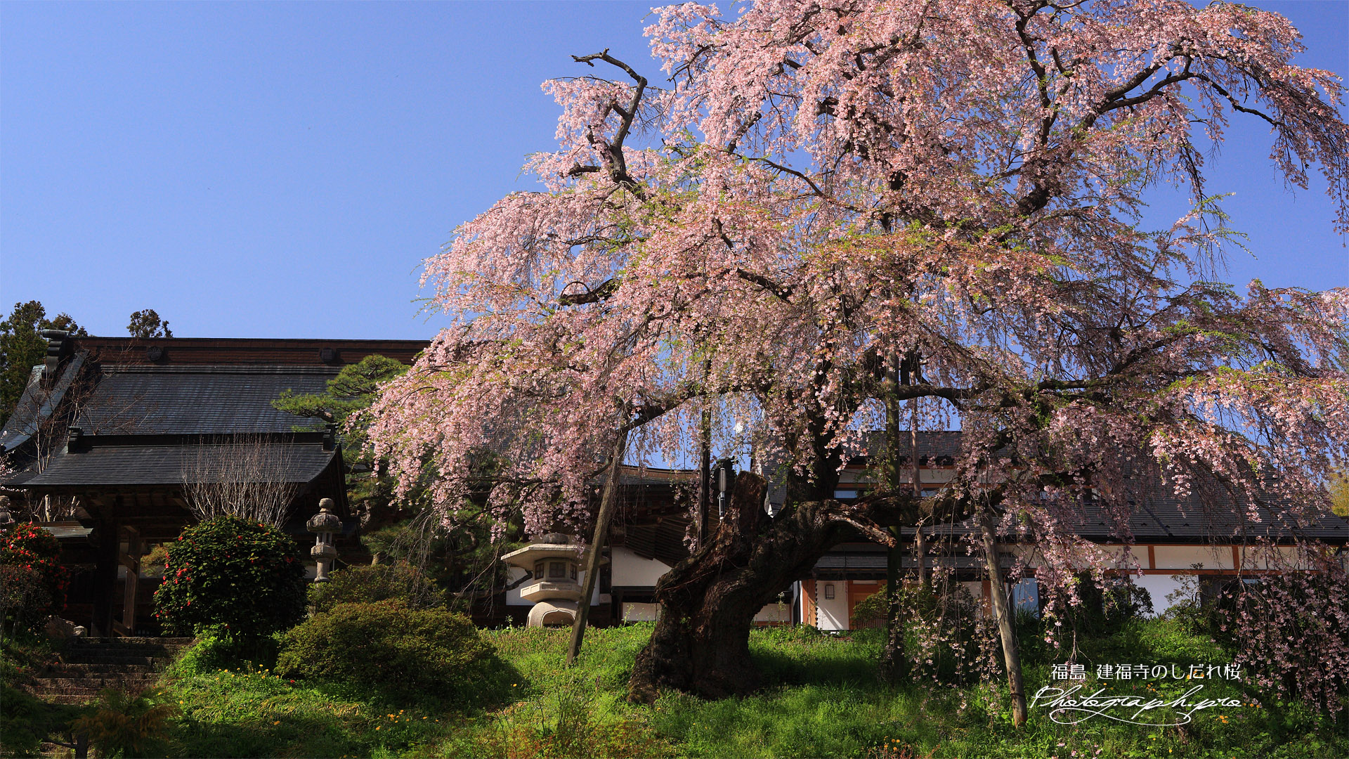 建福寺の枝垂れ桜