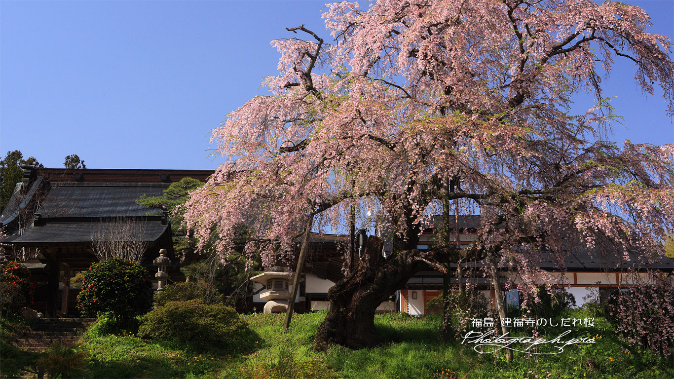建福寺の枝垂れ桜 壁紙