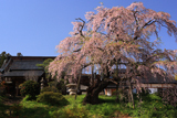 建福寺の枝垂れ桜