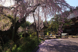建福寺のしだれ桜
