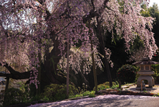 建福寺のしだれ桜