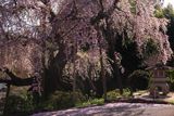 建福寺のしだれ桜