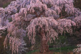 八十内かもん桜