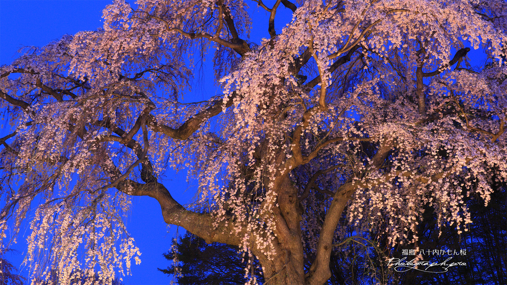 かもん桜