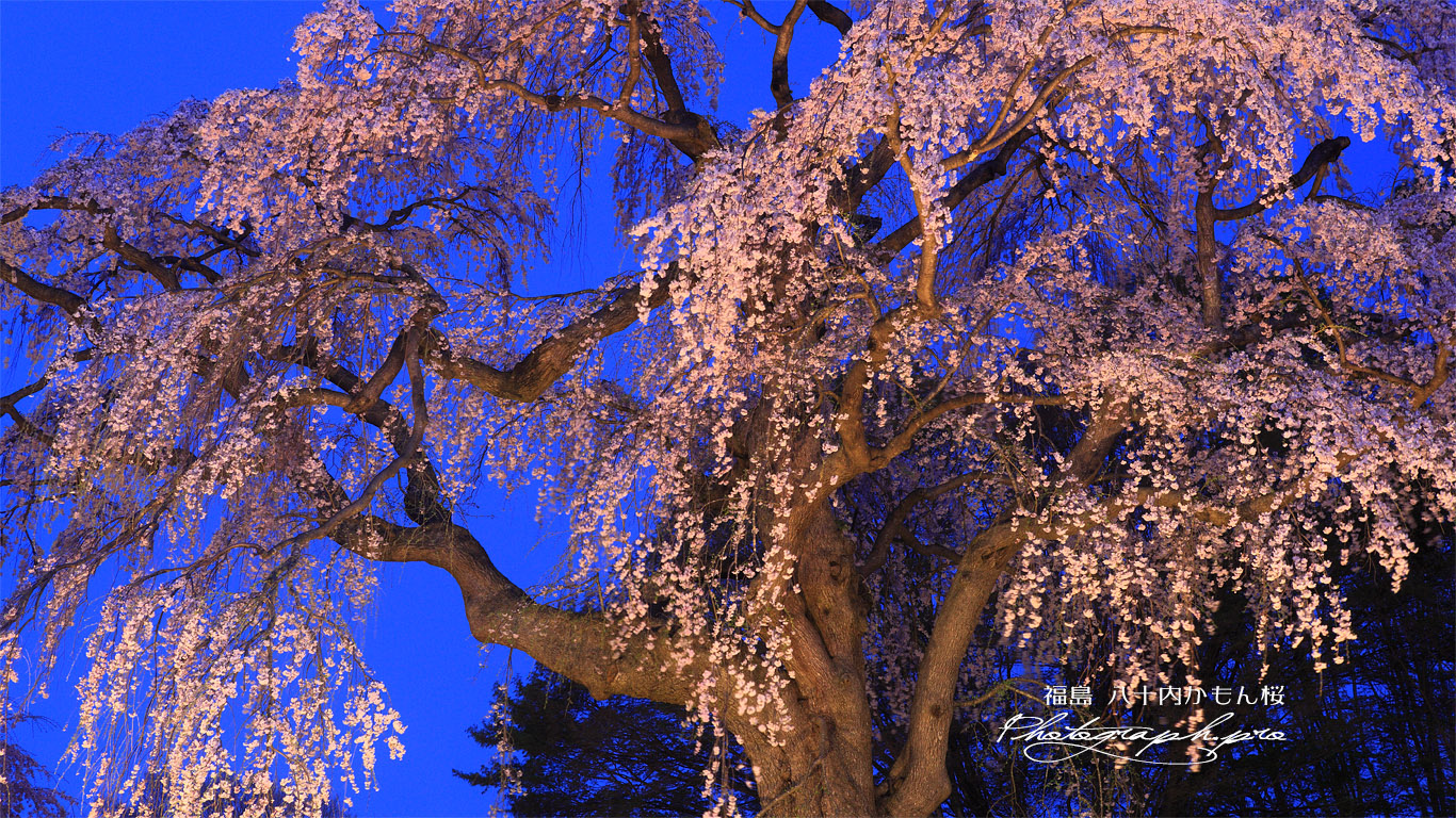 かもん桜 壁紙