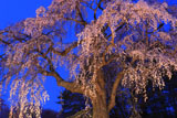 かもん桜