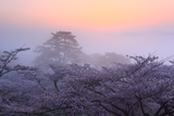 日和山公園の桜