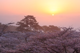 日和山公園の桜