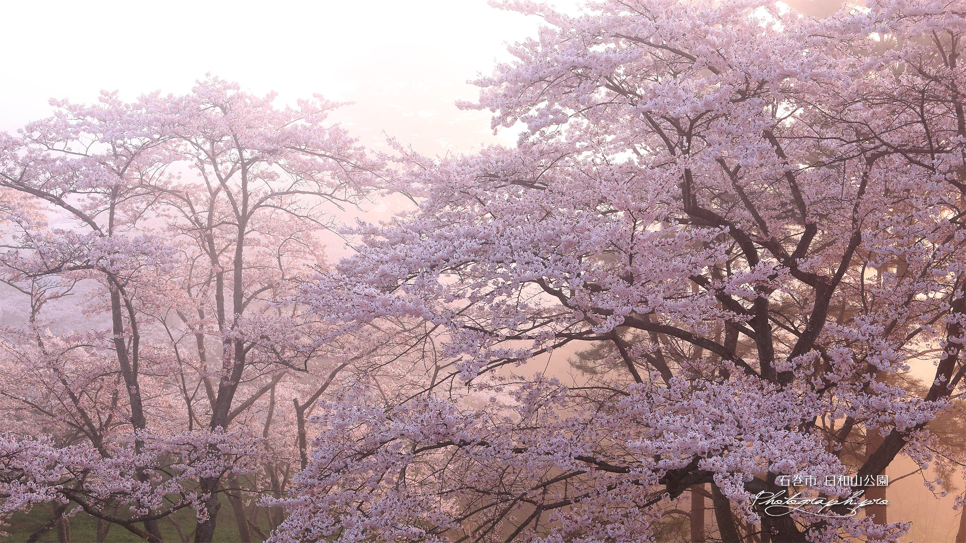 日和山公園の桜 の壁紙 19x1080