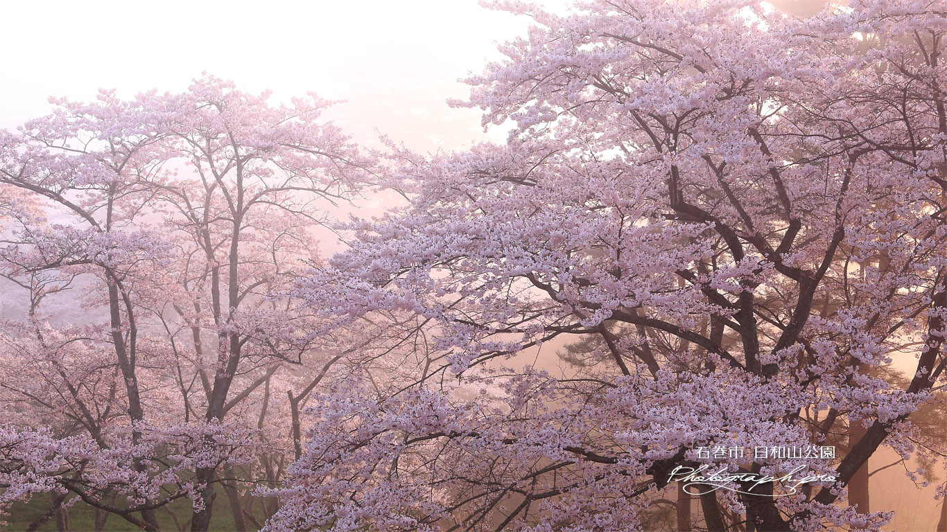 日和山公園の桜 壁紙