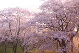 日和山公園の桜