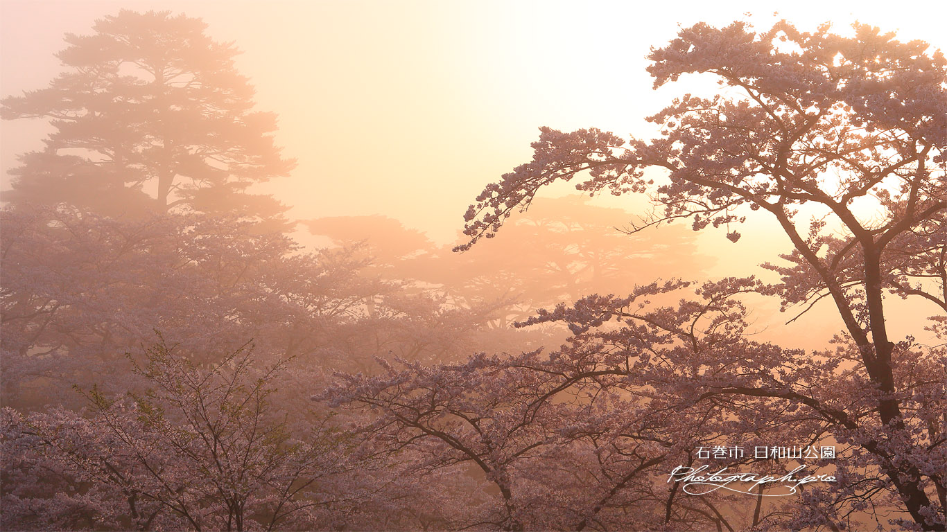 日和山公園の桜 壁紙