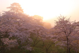 日和山公園の桜