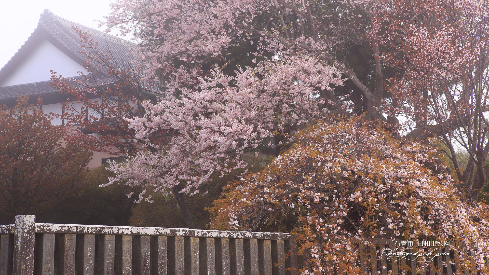 日和山公園の桜