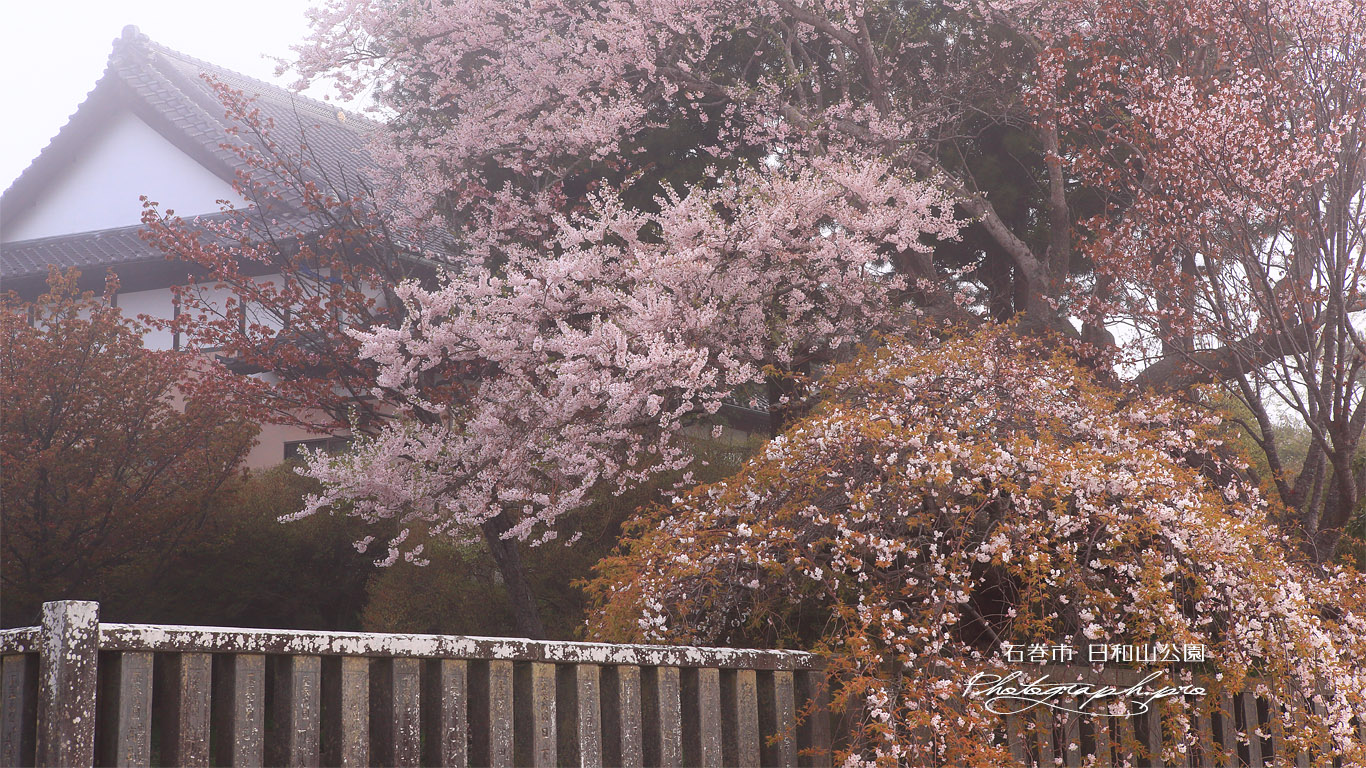 日和山公園の桜 壁紙