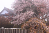 日和山公園の桜
