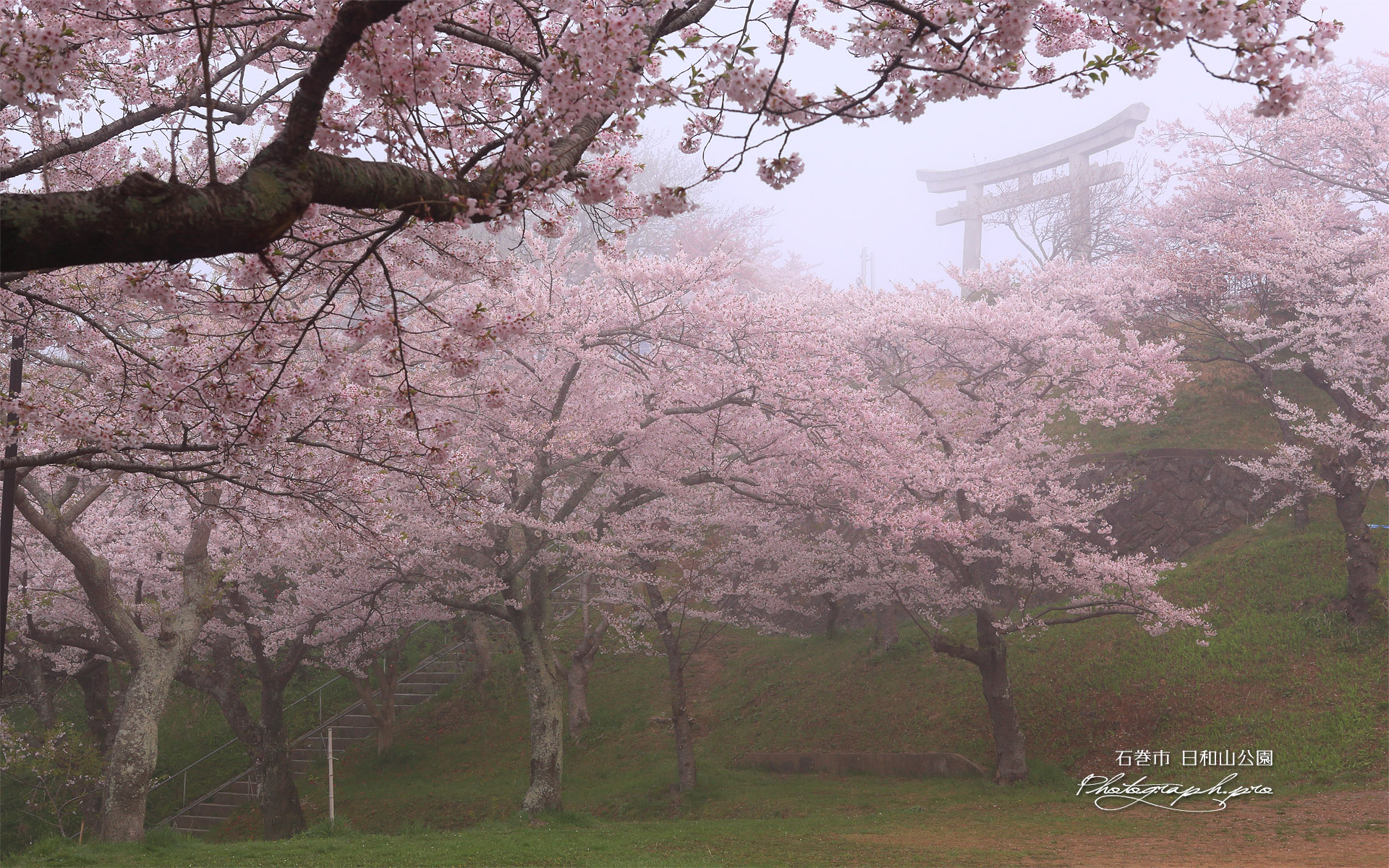 日和山公園の桜