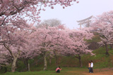 日和山公園の桜