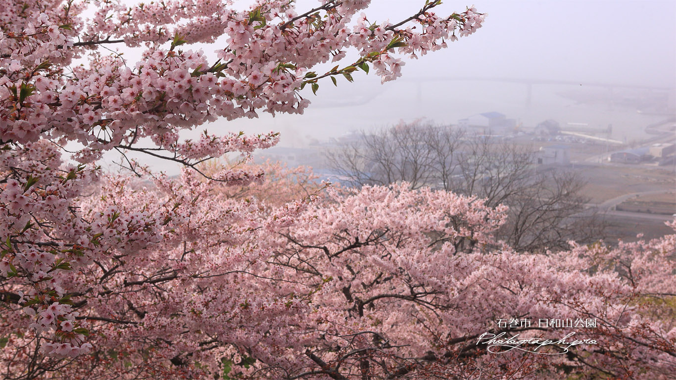 日和山公園の桜 壁紙