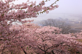 日和山公園の桜