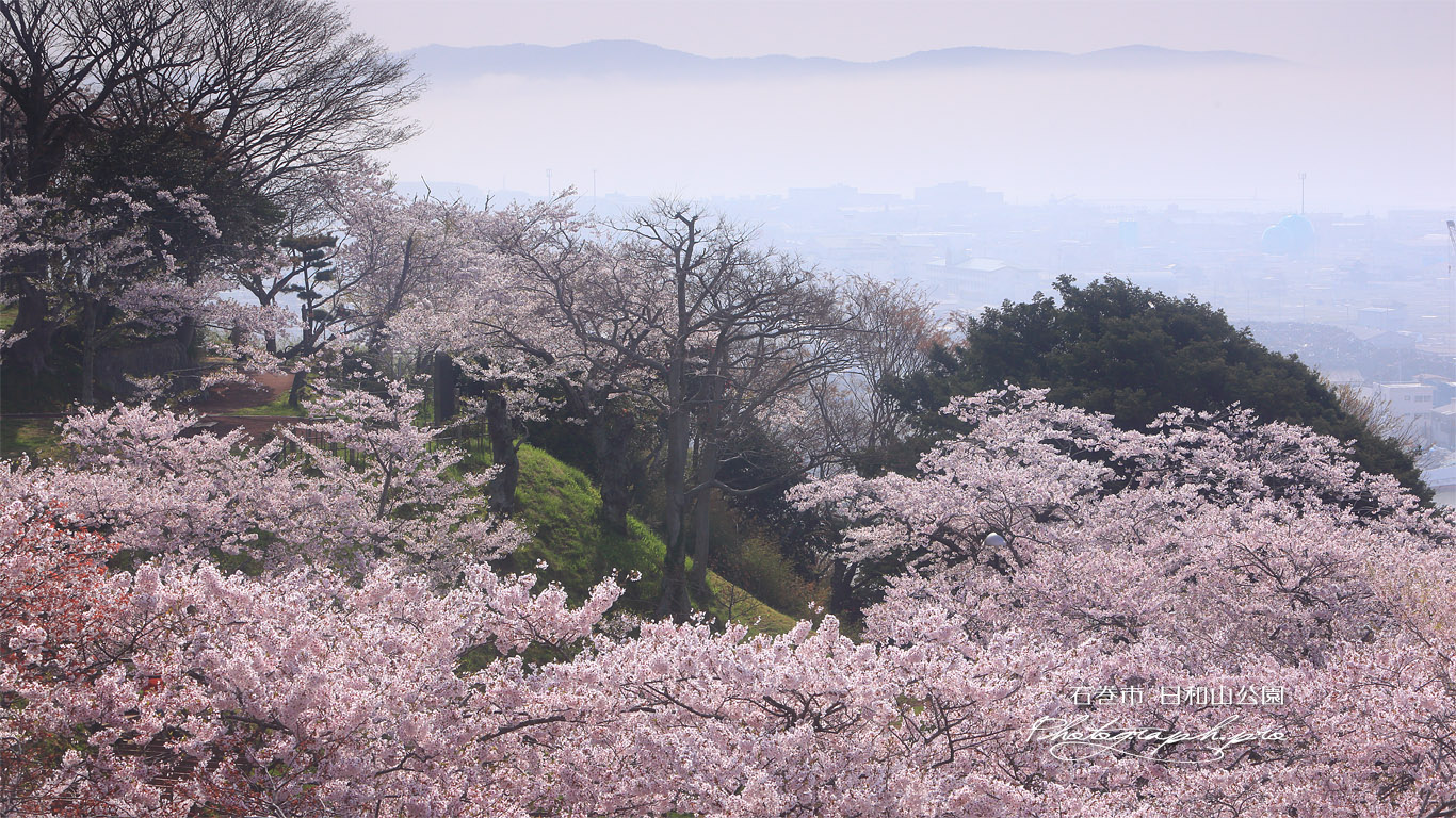 日和山公園の桜 壁紙