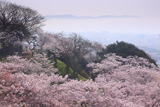 日和山公園の桜