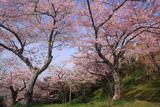 日和山公園の桜