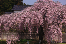 春日のサクラ