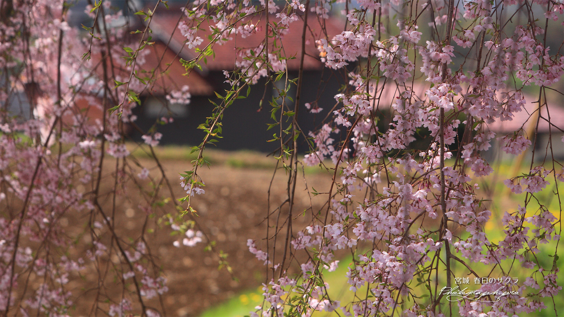 春日の枝垂れ桜