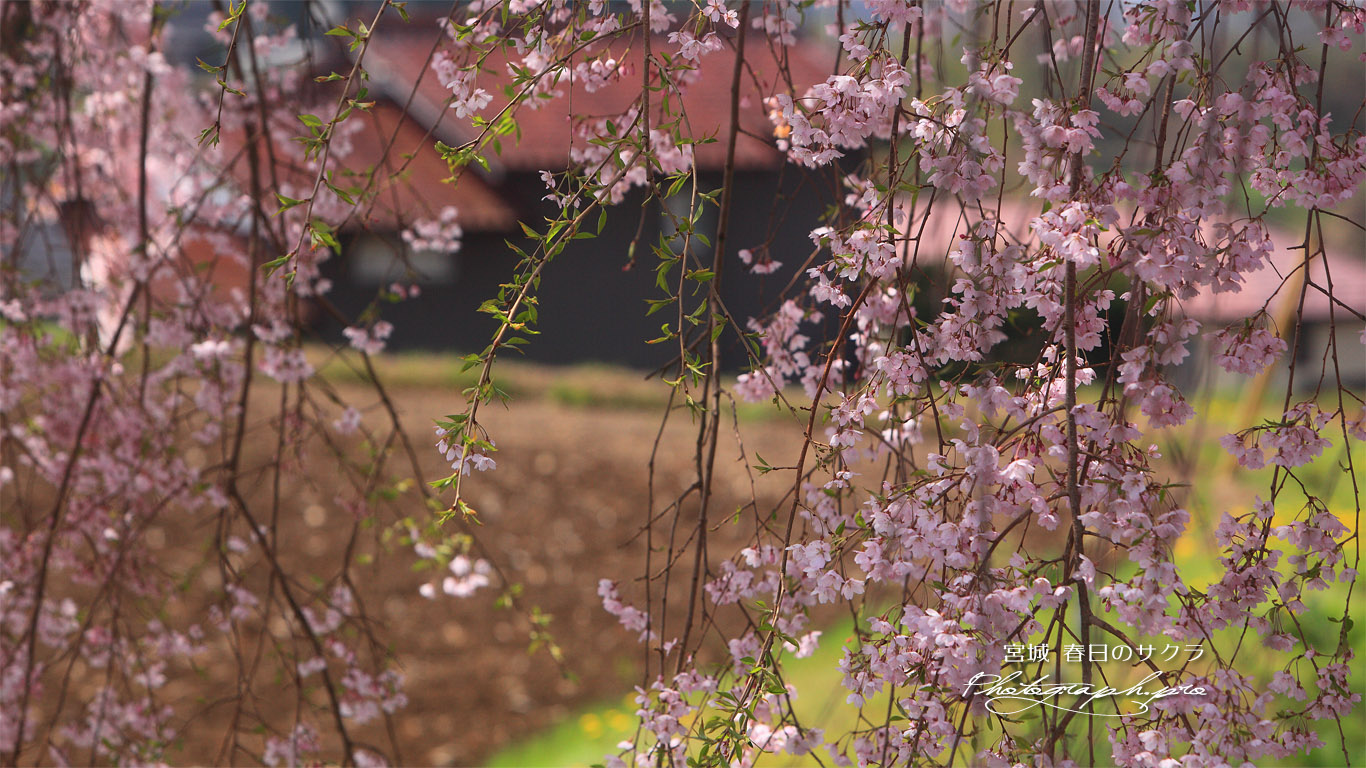 春日の枝垂れ桜 壁紙