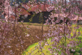 春日の枝垂れ桜