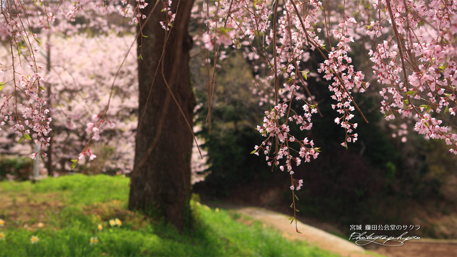 藤田の夫婦桜