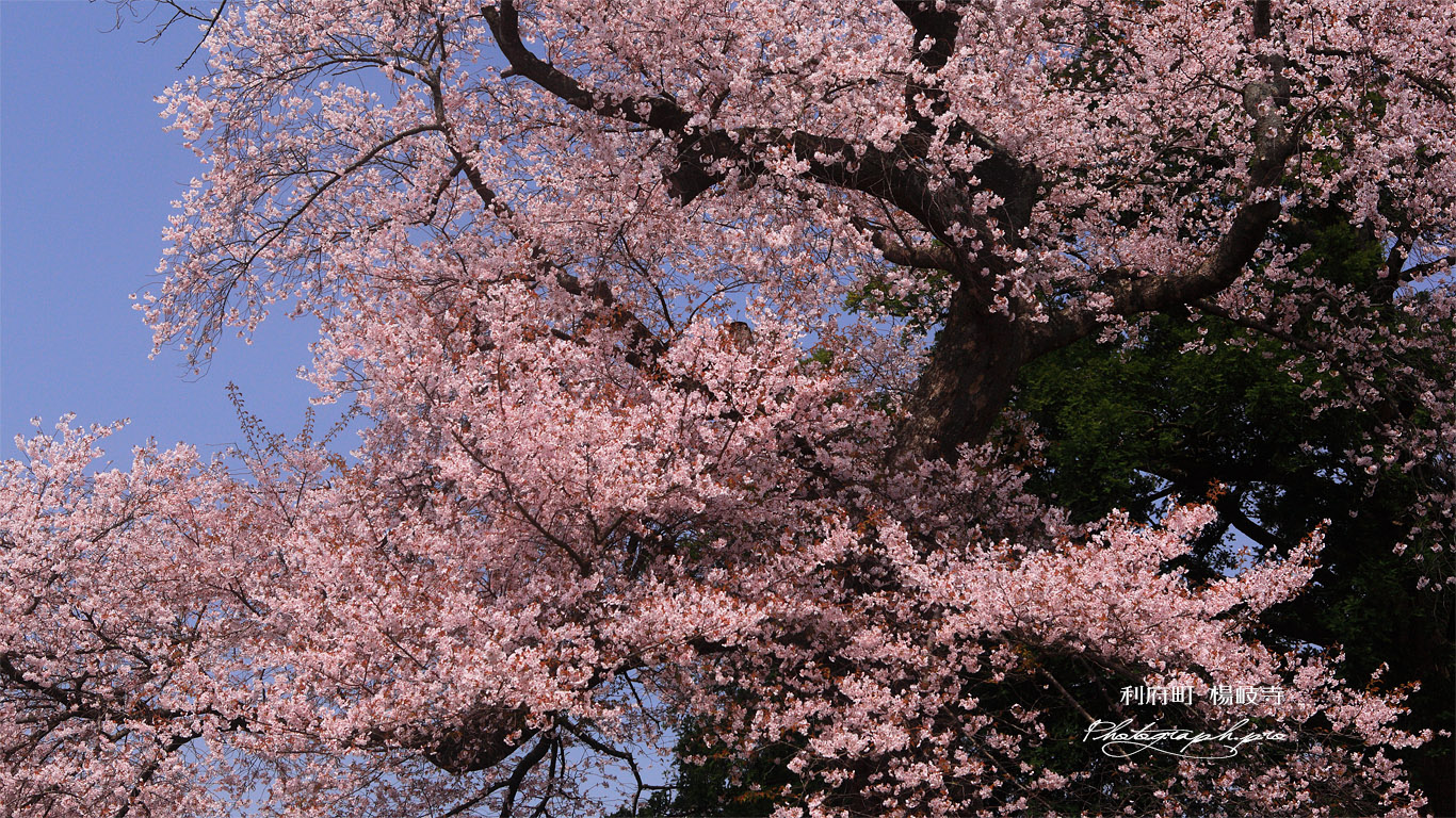 楊岐寺の江戸彼岸桜 壁紙