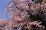 楊岐寺の江戸彼岸桜