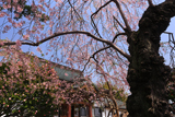 楊岐寺の種まきザクラ