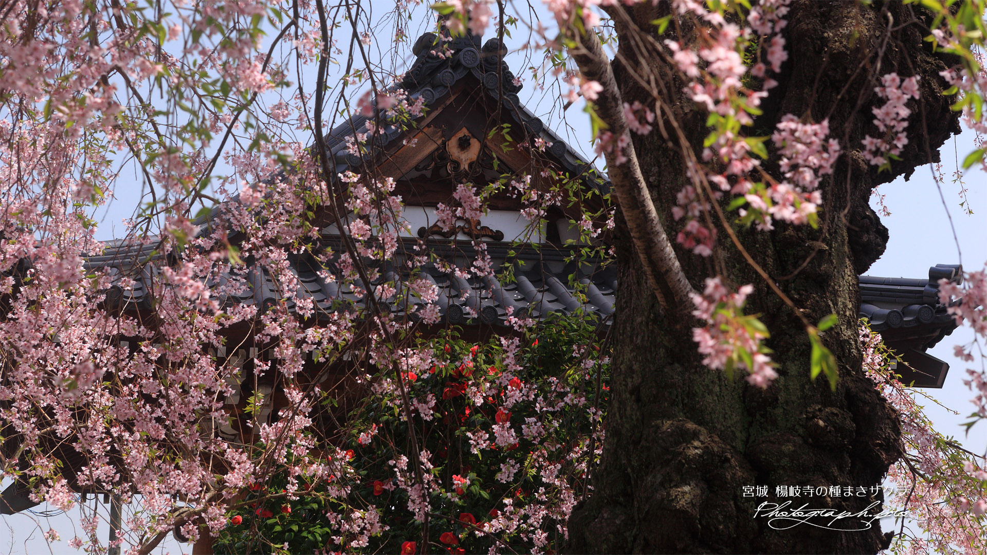 楊岐寺の種蒔き桜