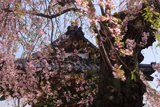 楊岐寺の種蒔き桜