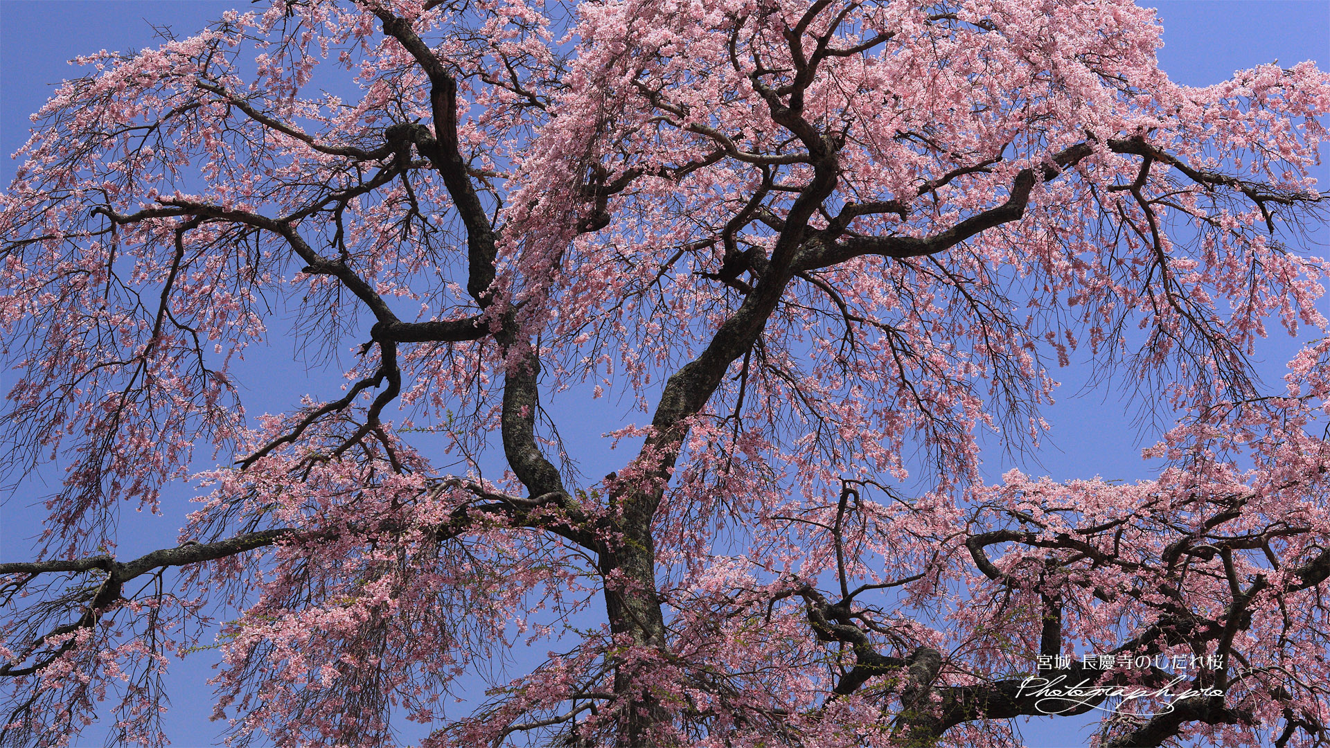 長慶寺のしだれ桜