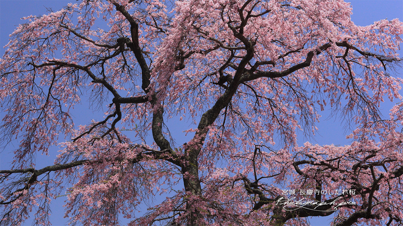 長慶寺のしだれ桜 壁紙