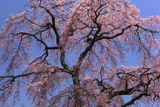 長慶寺のしだれ桜