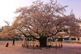 東六番丁小学校のヒガンザクラ