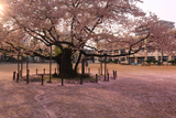 東六番丁小学校の桜