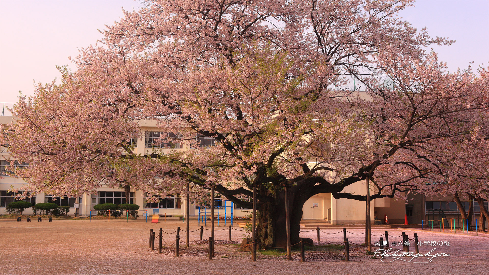 東六番丁小学校の江戸彼岸桜