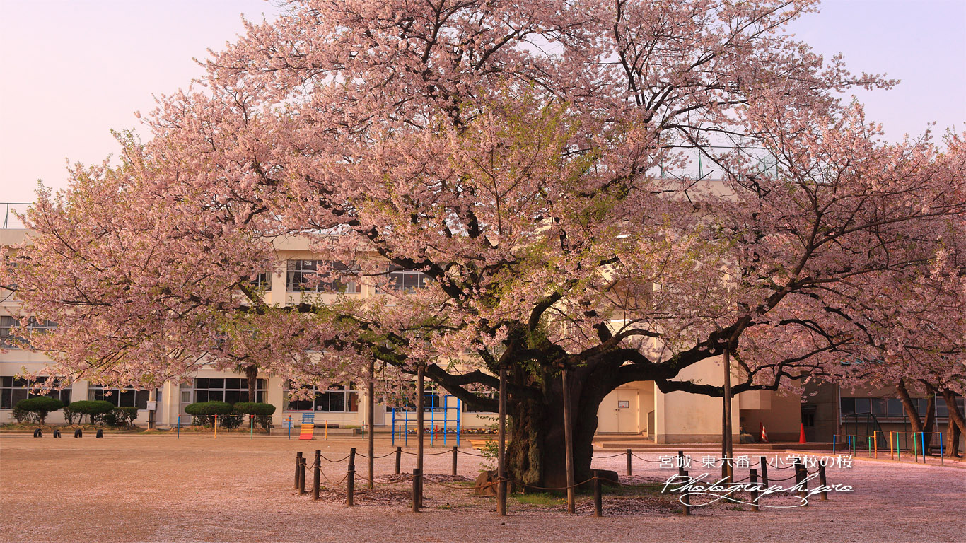 東六番丁小学校の江戸彼岸桜 壁紙