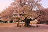 東六番丁小学校の江戸彼岸桜